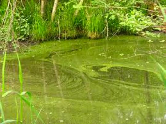 Pond Scum