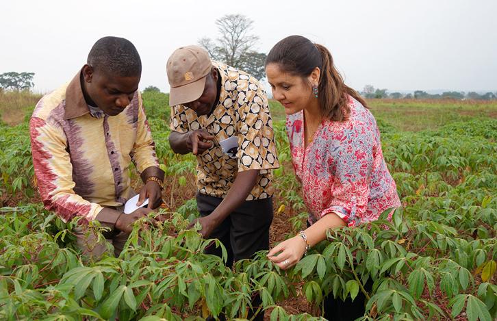 Cassava