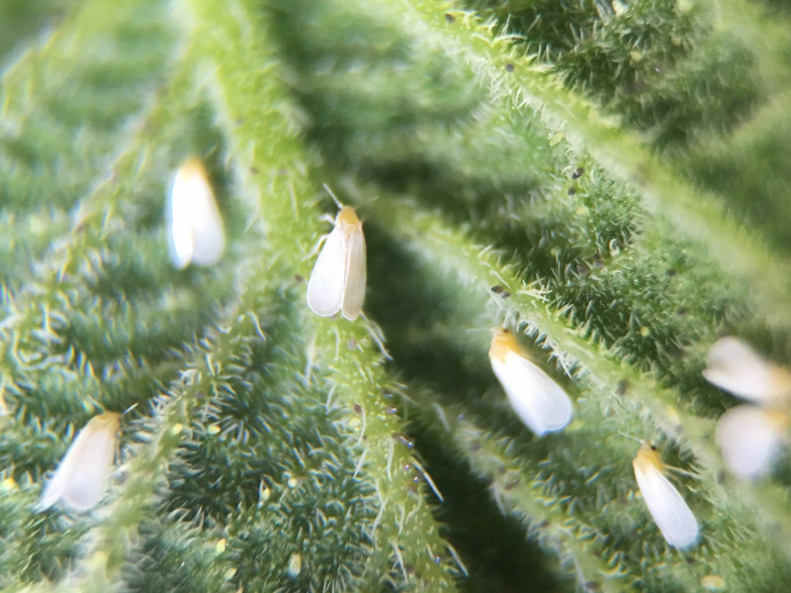 Whiteflies